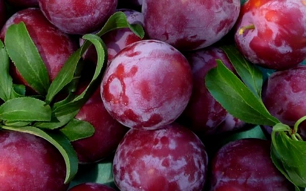 Khám phá 7 đặc sản trái cây vùng Tây Bắc