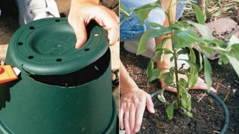 làm vườn, mẹo làm vườn, chăm sóc khu vườn, dùng vỏ cam ươm hạt, đục lỗ trên nắm chai nhựa, dùng bỉm giữ nước cho cây, sử dụng trà túi lọc, 10 mẹo làm vườn đơn giản mà hữu ích dành cho bạn