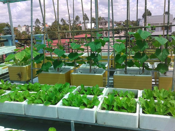Khám phá khu vườn trong thùng xốp cho rau ăn không kịp của chị Thảo ở Long An