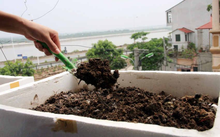 cây hẹ, trồng hẹ, cách trồng cây hẹ trong thùng xốp, cách trồng cây, trồng cây hẹ như thế nào, trồng hẹ trong vườn nhà, cách trồng hẹ, hướng dẫn cách trồng và chăm sóc cây hẹ trong thùng xốp tại nhà