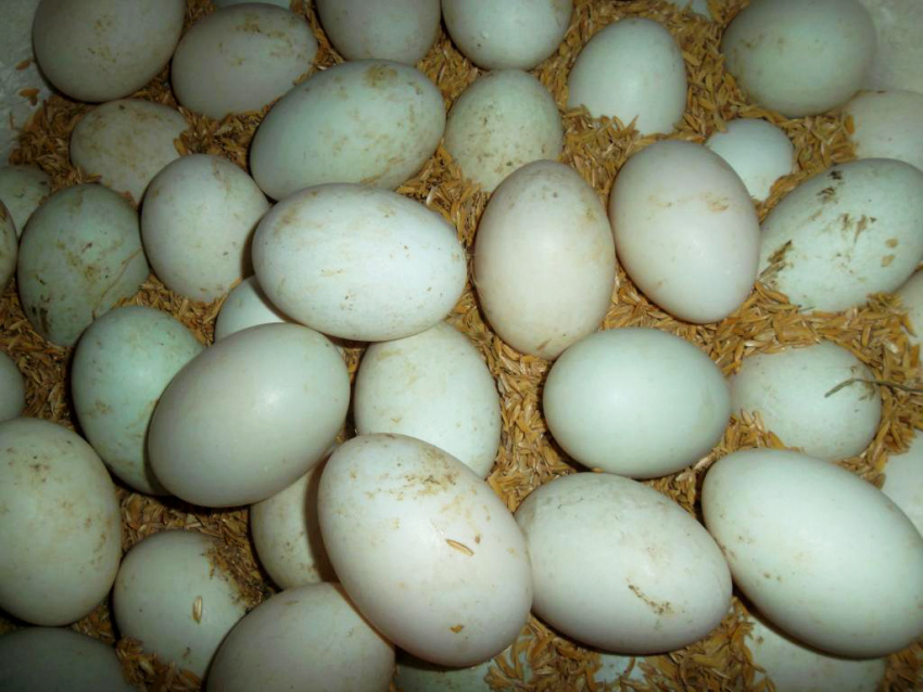 cách chọn trứng vịt lộn, không nên ăn chung với trứng vịt lộn, trứng vịt lộn vừa ăn, 4 kinh nghiệm dân gian chọn trứng vịt lộn đúng chuẩn và các thực phẩm kiêng kị với trứng vịt lộn