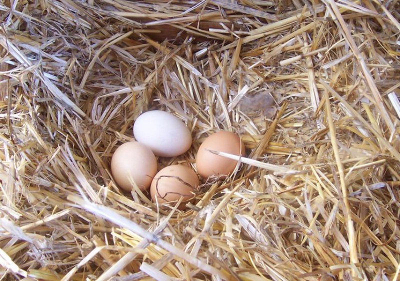 ăn trứng sống, ăn trứng gà sống có béo không, ăn trứng gà sống có tốt không, tác hại khi ăn trứng gà sống, lợi ích của ăn trứng gà sống, ăn trứng gà sống có tác dụng gì, ăn trứng gà trống có tốt cho tinh trùng không, ăn trứng gà sống tiềm ẩn những nguy hiểm gì?
