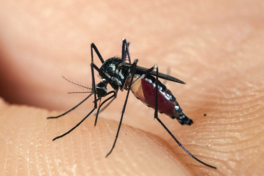 7 Mẹo Đuổi Muỗi Hiệu Quả Để Đảm Bảo An Toàn Cho Cả Gia Đình Không Mắc Bệnh