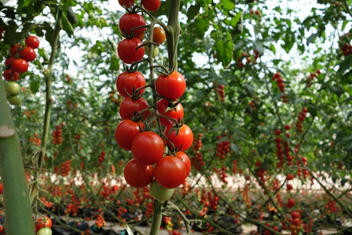 cà chua, giàn cà chua, giàn cây trồng, giàn hình trụ, giàn cà chua bằng ống nhự pvc, giàn cà chua bằng nứa, làm dây leo cho cà chua, 7 cách làm giàn đơn giản cho những cây cà chua sai trĩu quả