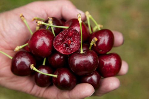 cherry, anh đào, trồng cherry, mùa trồng cherry, trồng cherry lấy quả, cách trồng cherry, dụng cụ trồng cherry tại nhà, thu hoạch trái cherry, kỹ thuật trồng cây cherry đậu trái quanh năm