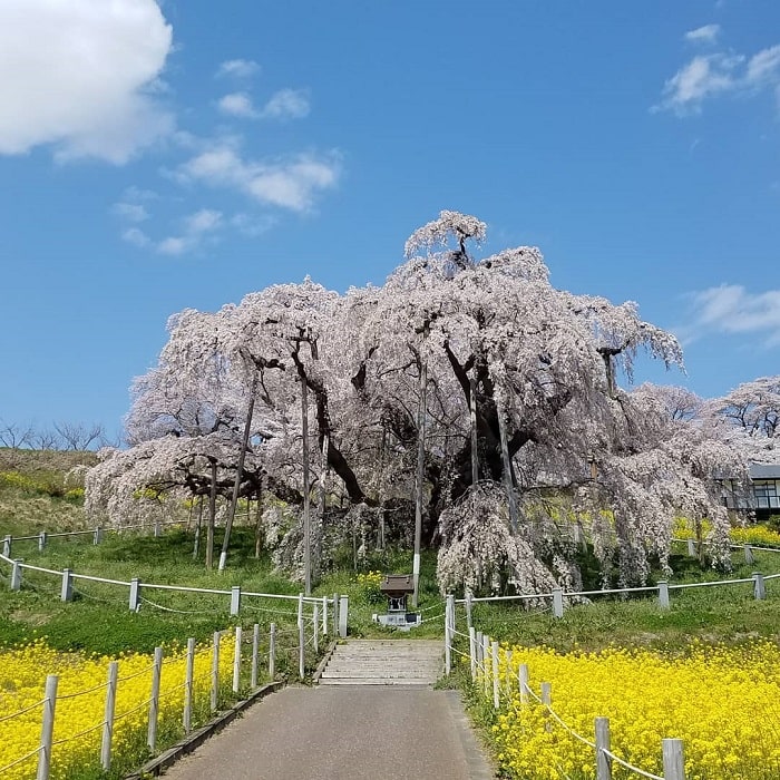 top 5 địa điểm du lịch fukushima mùa xuân đẹp say lòng!