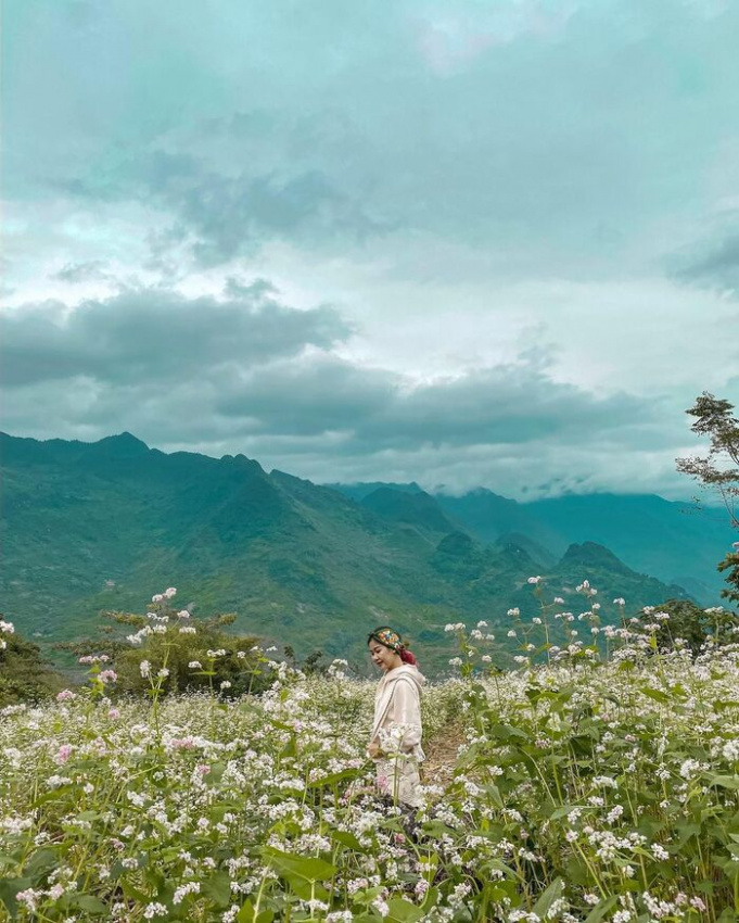 tương tư mùa hoa tam giác mạch – ‘nàng thơ’ xinh đẹp của núi rừng phương bắc