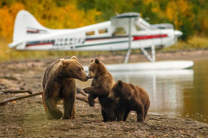 đắm chìm giữa thiên nhiên hoang dã và gặp gỡ gia đình gấu nâu tại đảo gấu ở bắc mỹ