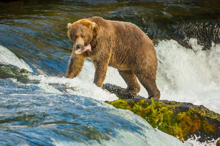 đắm chìm giữa thiên nhiên hoang dã và gặp gỡ gia đình gấu nâu tại đảo gấu ở bắc mỹ