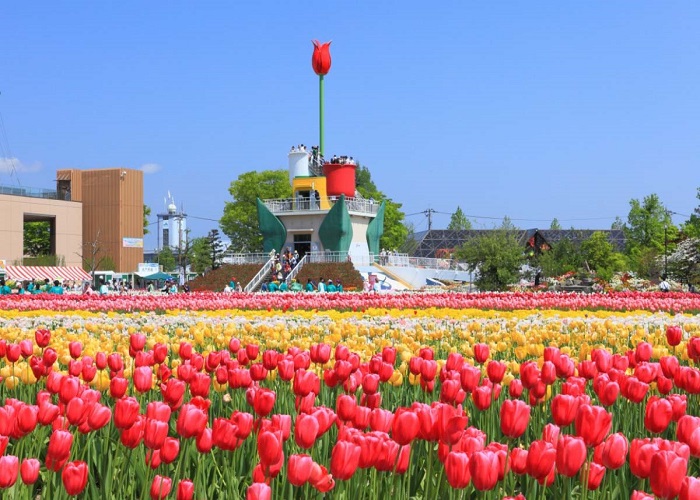 Top 10 địa điểm ngắm hoa tulip Nhật Bản đẹp và lãng mạn nhất