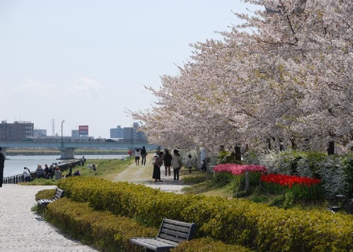 Ngắm hoa anh đào gần ga Niigata, bỏ túi những địa điểm lý tưởng nhất.