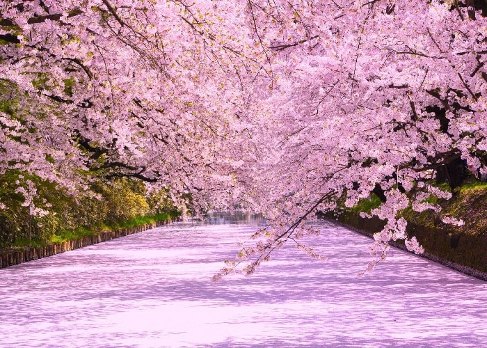 Tìm hiểu ý nghĩa loài hoa anh đào trong lòng người Nhật Bản