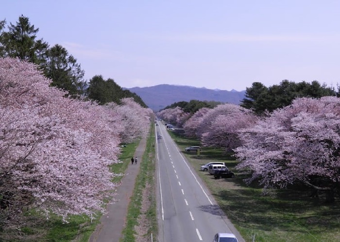 những địa điểm ngắm hoa anh đào hokkaido nổi tiếng nhất