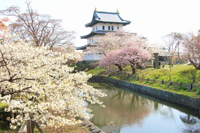 những địa điểm ngắm hoa anh đào hokkaido nổi tiếng nhất