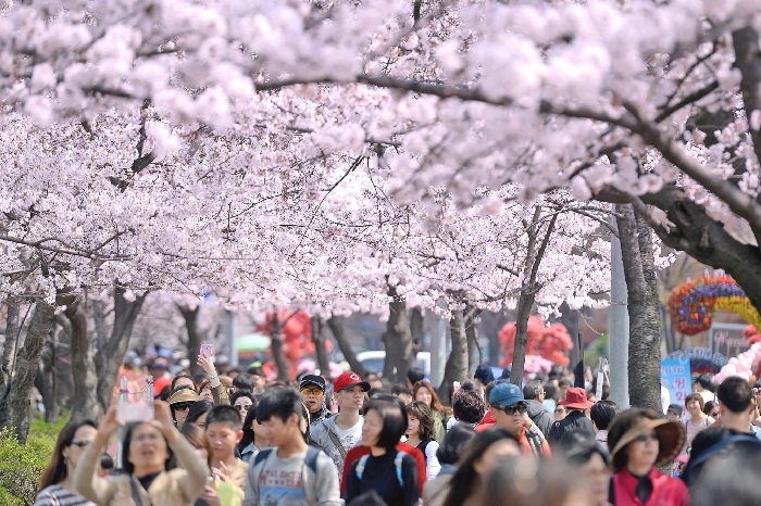 Du lịch Nhật Bản | Những điểm ngắm hoa anh đào ở Tokyo nổi tiếng không thể bỏ qua