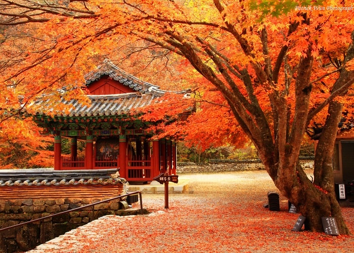 7 địa điểm ngắm lá đỏ ở Kyoto siêu đẹp và lãng mạn - ALONGWALKER