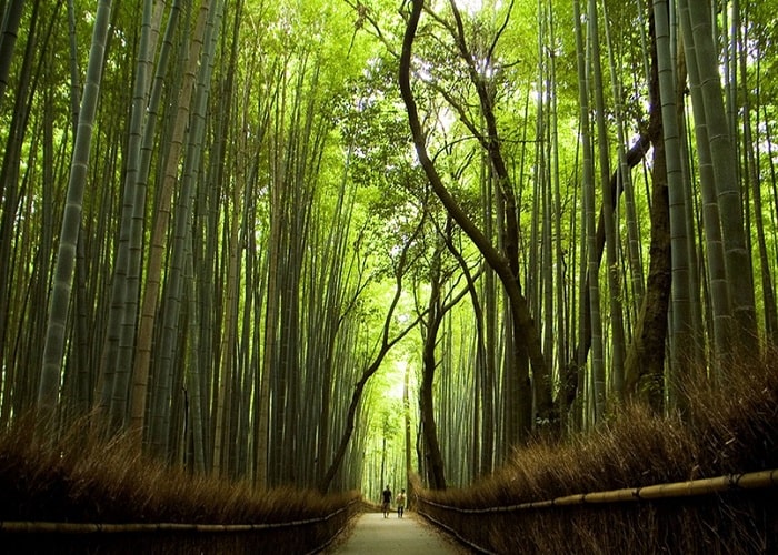 lạc bước giữa rừng tre arashiyama đẹp tựa thiên đường ở xứ phù tang