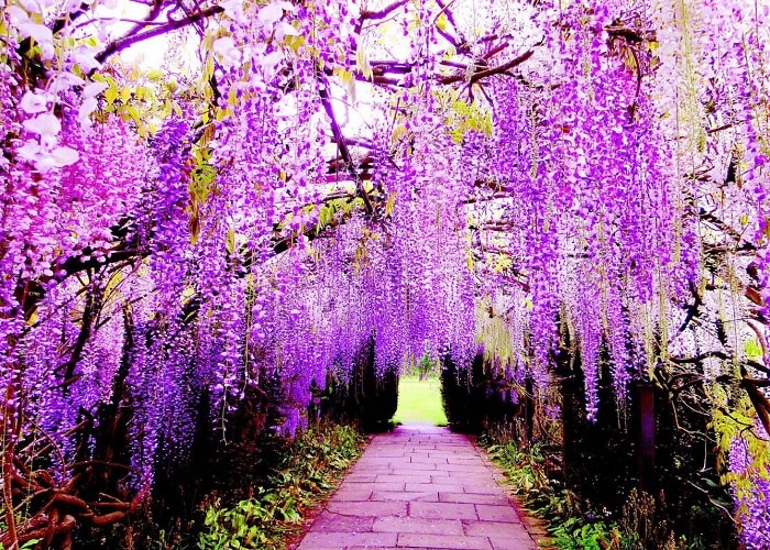 Kinh Nghiệm Ngắm Hoa Tử Đằng Nhật Bản Đúng Mùa Và Địa Điểm Nở Đẹp Nhất -  Alongwalker