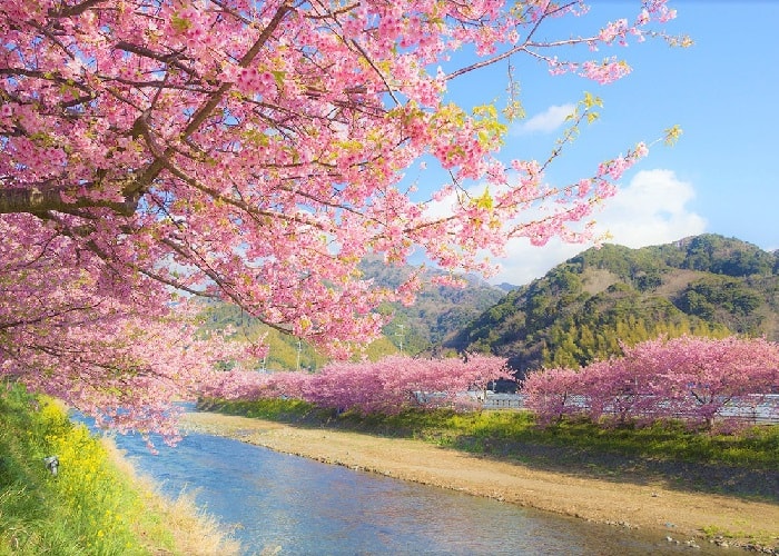 Tổng hợp ảnh phong cảnh anime hoa anh đào xuất hiện tại nhật bản vào mùa  xuân