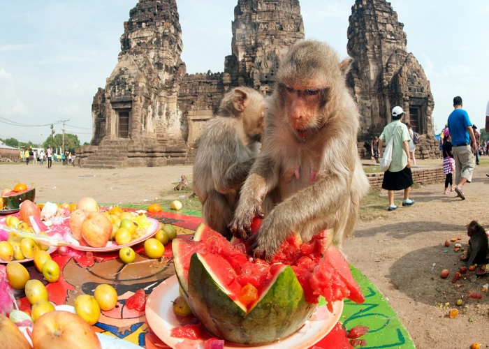 Tưng bừng khám phá lễ hội buffet cho khỉ ở Thái Lan