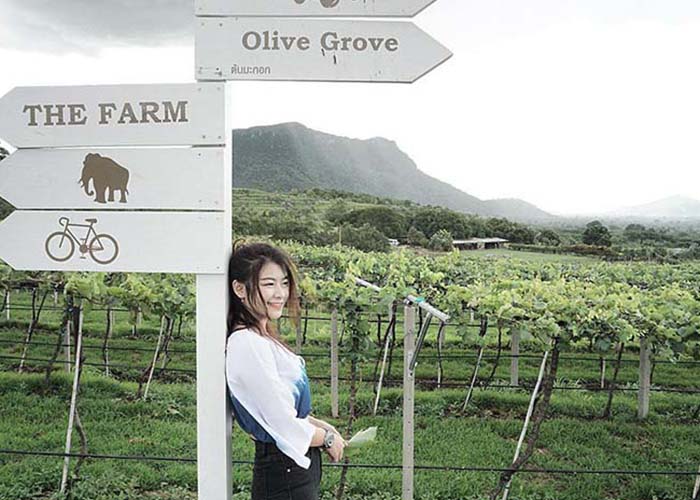 Review chi tiết Vườn nho Hua Hin Hills – vương quốc rượu nho của Thái Lan
