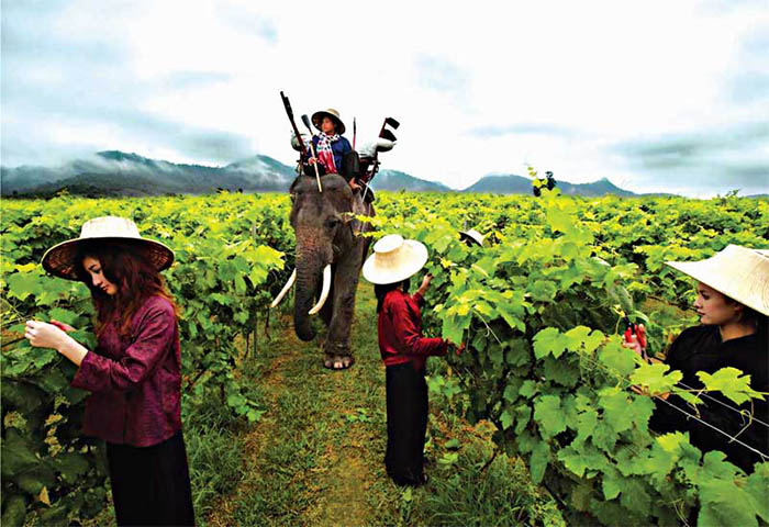 review chi tiết vườn nho hua hin hills – vương quốc rượu nho của thái lan