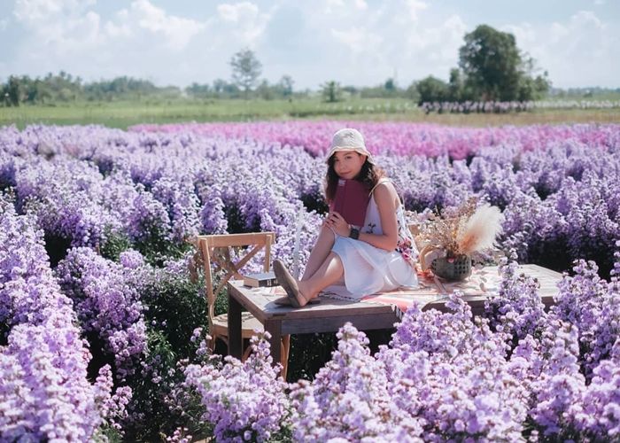 Những cánh đồng hoa tuyệt đẹp tại Thái Lan cực thích hợp để check in, chụp hình