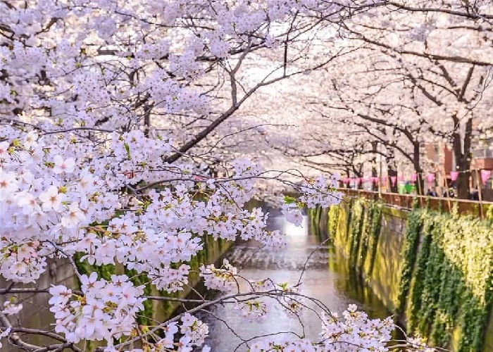 Kinh nghiệm du lịch Nhật Bản mùa hoa anh đào đầy lãng mạn