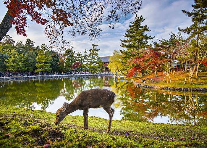 Kinh nghiệm tham quan công viên Nara Park Nhật Bản