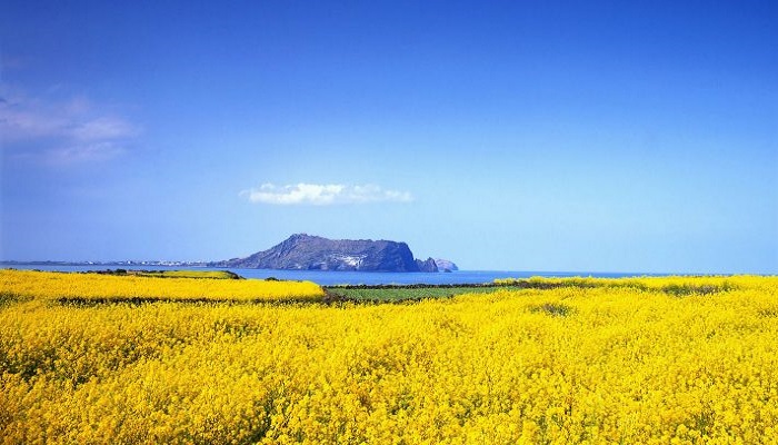 Du lịch Jeju nên đi mùa nào là lý tưởng nhất để tham quan