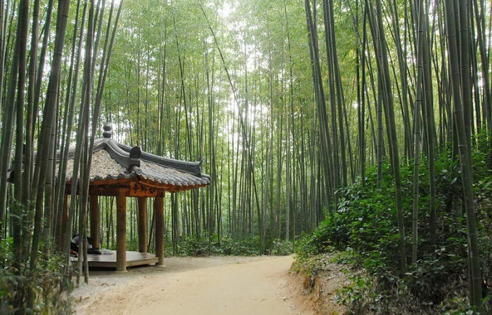 rừng trúc juknokwon, chuyến du lịch mùa hè hòa mình vào thiên nhiên