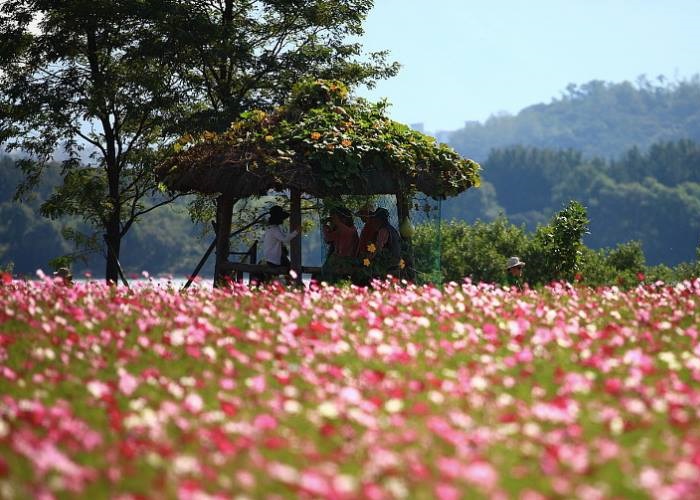 Lễ hội hoa Cosmos rực rỡ sắc hồng ngày thu tại Hàn Quốc