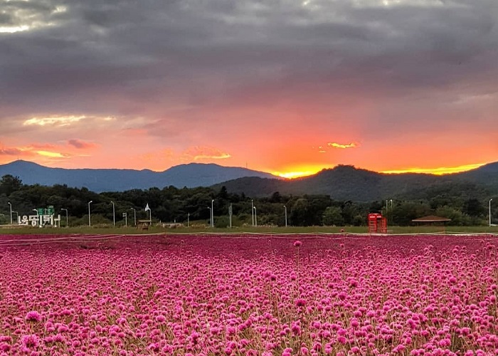 Vẻ đẹp đầy mộng mơ của đồi cỏ hồng Anseong Hàn Quốc