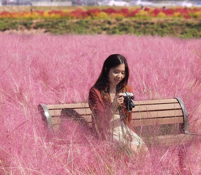 vẻ đẹp đầy mộng mơ của đồi cỏ hồng anseong hàn quốc