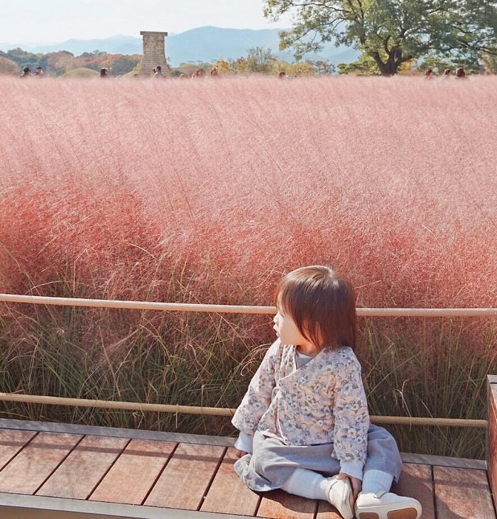 vẻ đẹp đầy mộng mơ của đồi cỏ hồng anseong hàn quốc