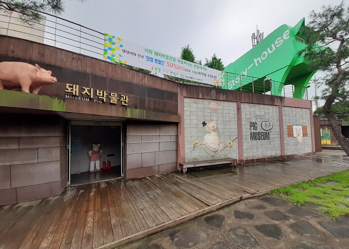 Khám phá nét độc đáo tại bảo tàng lợn ở Incheon