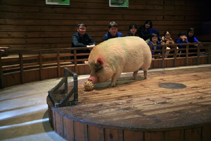 khám phá nét độc đáo tại bảo tàng lợn ở incheon