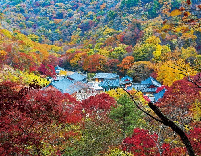 top 5 địa điểm ngắm lá đỏ mùa thu hàn quốc lãng mạn nhất