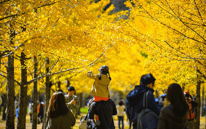vườn ngân hạnh hongcheon – vẻ đẹp lộng lẫy của mùa thu xứ hàn