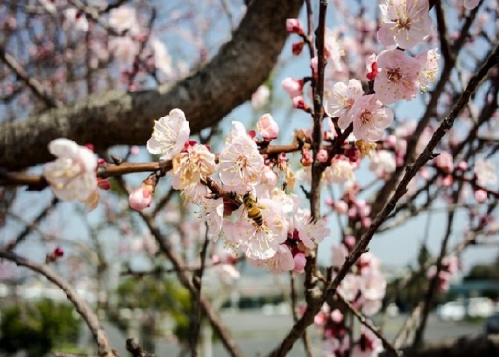 Du lịch Hàn Quốc tháng 5, rực rỡ sắc hoa lay động lòng người