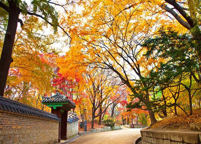 Bật mí những địa điểm tuyệt vời ngắm lá mùa thu ở Daegu ‘đốn tim’ du khách