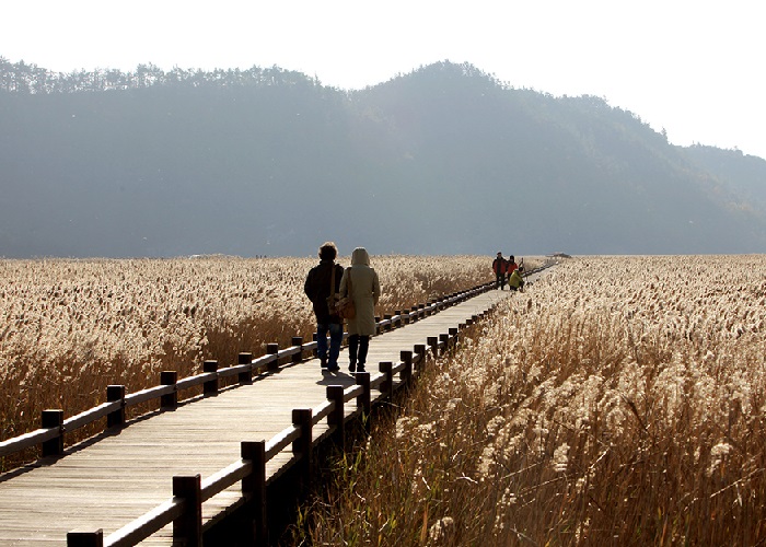 Khám phá vịnh Suncheonman Hàn Quốc, thiên đường du lịch xanh