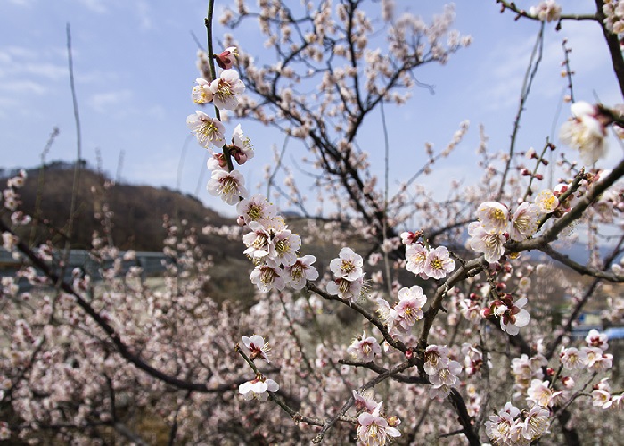 Lễ hội hoa mơ Hàn Quốc, lãng mạn sắc trắng tinh khôi mùa xuân