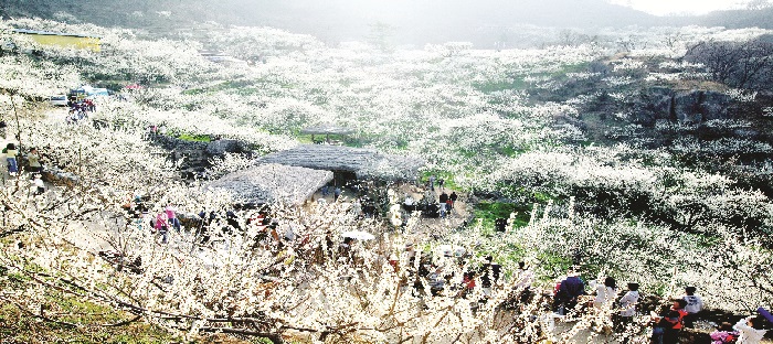 lễ hội hoa mơ hàn quốc, lãng mạn sắc trắng tinh khôi mùa xuân