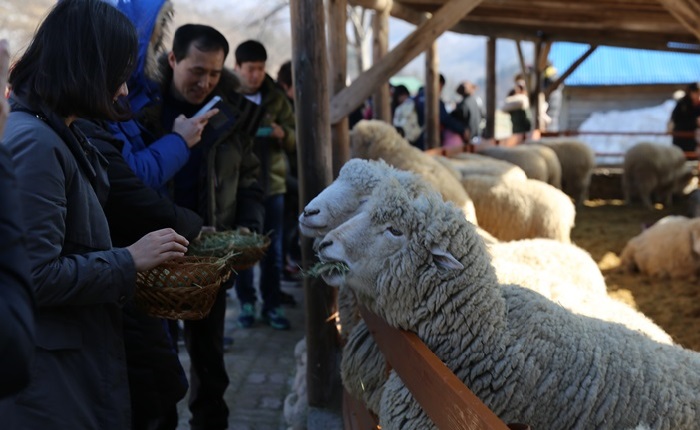 trang trại cừu daegwallyeong – một nơi tràn ngập sự dễ thương và đáng yêu