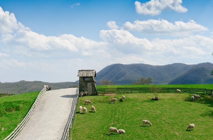 trang trại cừu daegwallyeong – một nơi tràn ngập sự dễ thương và đáng yêu