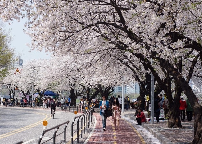 Ngắm hoa anh đào Hàn Quốc – lạc bước tại 5 điểm đến quen mà lạ