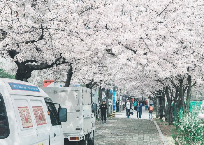 Ngẩn ngơ cảnh đẹp mùa xuân Hàn Quốc làm lay động lòng người ...