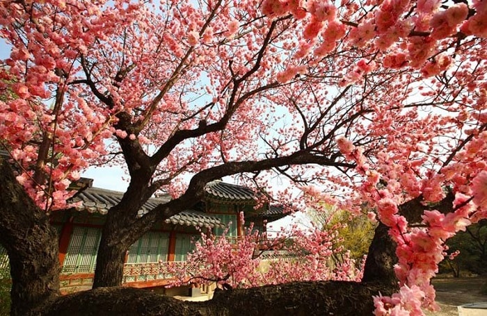 Ngẩn ngơ cảnh đẹp mùa xuân Hàn Quốc làm lay động lòng người ...