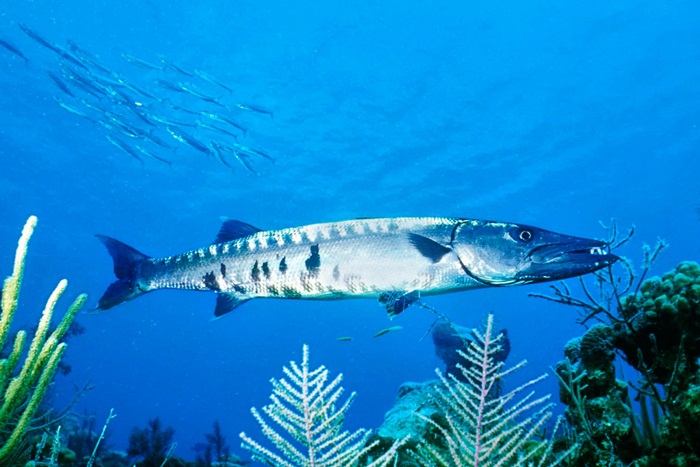 có gì dưới đáy hồ barracuda của philippines?